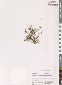 Звездчатка толстолистная Ehrh., Сибирь, Чукотка и Камчатка (S7) (Россия)