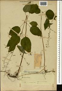 Двулепестник парижский, Цирцея парижская L., Кавказ, Азербайджан (K6) (Азербайджан)