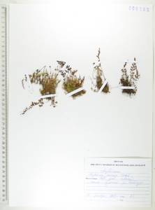 Костенец вырезной Thunb., Сибирь, Дальний Восток (S6) (Россия)