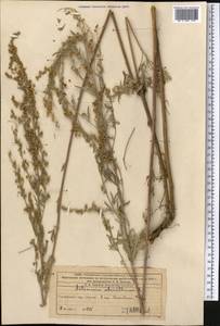 Полынь горькая L., Средняя Азия и Казахстан, Западный Тянь-Шань и Каратау (M3) (Казахстан)