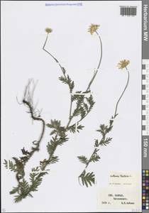 Cota tinctoria subsp. tinctoria, Кавказ, Ставропольский край, Карачаево-Черкесия, Кабардино-Балкария (K1b) (Россия)