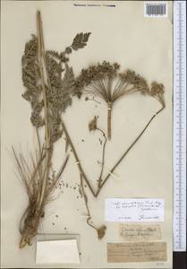 Порезник Шренка C. A. Mey. ex Schischk., Средняя Азия и Казахстан, Северный и Центральный Тянь-Шань (M4) (Казахстан)