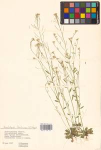 Резушка Таля, Резуховидка Таля (L.) Heynh., Восточная Европа, Нижневолжский район (E9) (Россия)