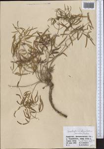 Cenolophium fischeri (Spreng.) W.D.J.Koch, Средняя Азия и Казахстан, Муюнкумы, Прибалхашье и Бетпак-Дала (M9) (Казахстан)