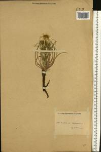 Candollea mollis (M. Bieb.) Yild., Восточная Европа, Восточный район (E10) (Россия)