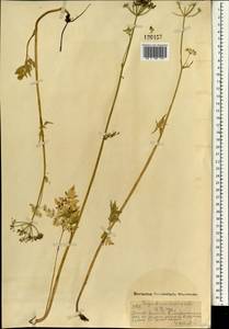 Сныть альпийская Ledeb., Монголия (MONG) (Монголия)