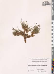 Пустынница красивая (Fisch. ex Ser.) Fenzl, Сибирь, Чукотка и Камчатка (S7) (Россия)