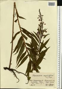 Иван-чай узколистный (L.) Scop., Восточная Европа, Западно-Украинский район (E13) (Украина)