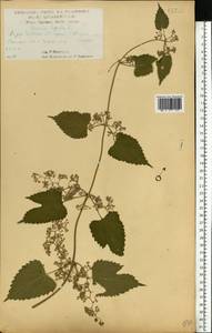 Хмель обыкновенный L., Восточная Европа, Центральный лесостепной район (E6) (Россия)