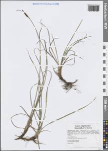 Осока жестковатая, Осока ложножесткая (Gorodkov) V.I.Krecz., Сибирь, Дальний Восток (S6) (Россия)