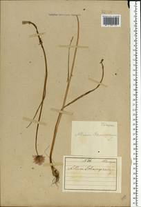 Лук скорода, Шнитт-лук L., Восточная Европа, Северный район (E1) (Россия)