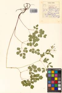 Thalictrum aquilegiifolium subsp. aquilegiifolium, Сибирь, Дальний Восток (S6) (Россия)