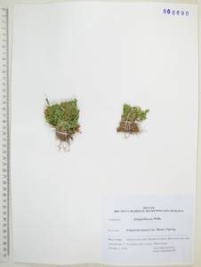 Плаунок тамарисковый (P.Beauv.) Spring, Сибирь, Дальний Восток (S6) (Россия)