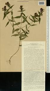 Melampyrum nemorosum var. polonicum Beauverd, Восточная Европа, Московская область и Москва (E4a) (Россия)