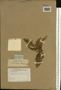 Pseudopodospermum hispanicum subsp. hispanicum, Восточная Европа, Ростовская область (E12a) (Россия)