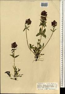 Мытник мутовчатый L., Монголия (MONG) (Монголия)