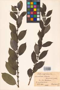 Ива мирзинолистная, Ива чернеющая Salisb., Восточная Европа, Московская область и Москва (E4a) (Россия)