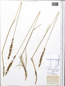 Вейник краснеющий R.Br., Сибирь, Чукотка и Камчатка (S7) (Россия)