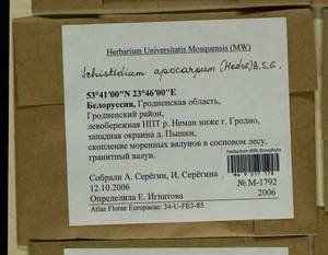 Schistidium apocarpum (Hedw.) Bruch & Schimp., Гербарий мохообразных, Мхи - Белоруссия (B2) (Белоруссия)