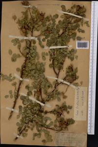 Шиповник Уэбба Wall., Средняя Азия и Казахстан, Западный Тянь-Шань и Каратау (M3) (Казахстан)