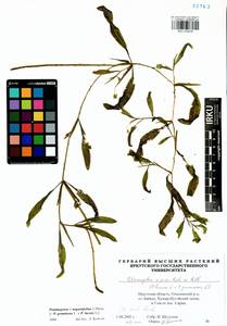 Potamogeton × angustifolius J.Presl, Сибирь, Прибайкалье и Забайкалье (S4) (Россия)