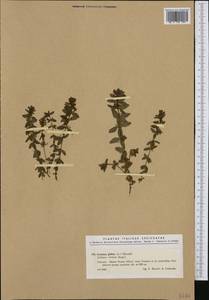 Cruciata verna subsp. verna, Западная Европа (EUR) (Италия)