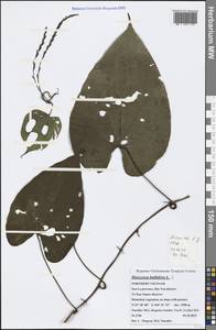 Диоскорея клубненосная L., Зарубежная Азия (ASIA) (Вьетнам)
