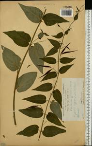 Ластовень ласточкин Medik., Восточная Европа, Центральный лесостепной район (E6) (Россия)