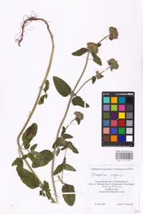 MHA 0 156 592, Пахучка обыкновенная L., Восточная Европа, Центральный лесостепной район (E6) (Россия)