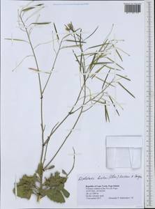 Diplotaxis harra subsp. hirta (A. Chev.) Sobrino Vesperinas, Африка (AFR) (Кабо-Верде)