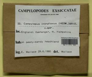 Campylopus introflexus (Hedw.) Brid., Гербарий мохообразных, Мхи - Западная Европа (BEu) (Великобритания)