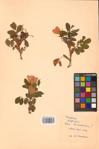 Rosa rugosa × amblyotis, Сибирь, Дальний Восток (S6) (Россия)