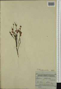 Pittosporum phillyraeoides DC., Австралия и Океания (AUSTR) (Австралия)