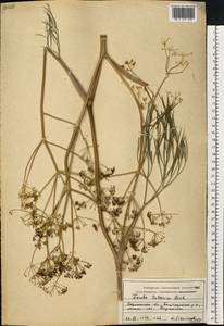 Ферула татарская Fisch. ex Spreng., Восточная Европа, Центральный лесостепной район (E6) (Россия)