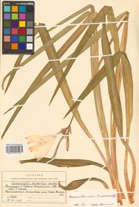 Hemerocallis minor × middendorffii, Сибирь, Дальний Восток (S6) (Россия)