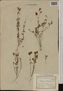Trifolium trichopterum Pancic, Западная Европа (EUR) (Болгария)