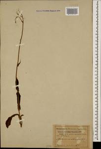 Lactuca racemosa Willd., Кавказ, Абхазия (K4a) (Абхазия)
