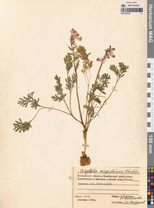 Хохлатка магаданская A.P.Khokhr., Сибирь, Чукотка и Камчатка (S7) (Россия)