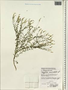 Polygala paniculata L., Зарубежная Азия (ASIA) (Индонезия)