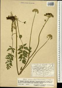 Жабрица заостренная (Schrenk) Pimenov & Sdobnina, Монголия (MONG) (Монголия)