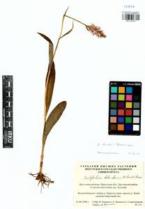 Пальчатокоренник Фукса (Druce) Soó, Сибирь, Прибайкалье и Забайкалье (S4) (Россия)