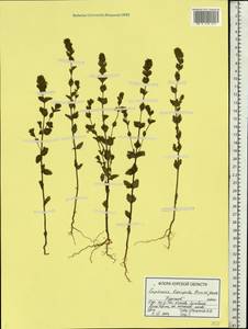 Euphrasia ×vernalis List, Восточная Европа, Центральный лесостепной район (E6) (Россия)