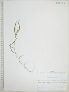 Щетинник зеленый (L.) P.Beauv., Сибирь, Дальний Восток (S6) (Россия)