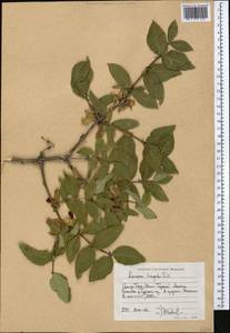 Жимолость щетинистая Pall. ex Schult., Средняя Азия и Казахстан, Северный и Центральный Тянь-Шань (M4) (Киргизия)