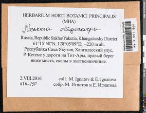 Neckera oligocarpa Bruch, Гербарий мохообразных, Мхи - Якутия (B19) (Россия)