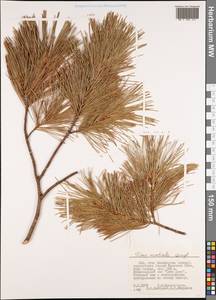 Pinus monticola Douglas ex D. Don, Америка (AMER) (США)