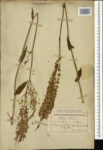 Щавель кислый L., Кавказ, Азербайджан (K6) (Азербайджан)