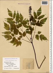 Actaea rubra subsp. rubra, Восточная Европа, Северный район (E1) (Россия)