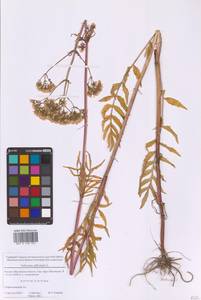 Валериана лекарственная L., Восточная Европа, Московская область и Москва (E4a) (Россия)