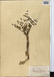 Ферула овечья (Boiss.) Boiss., Средняя Азия и Казахстан, Памир и Памиро-Алай (M2) (Узбекистан)